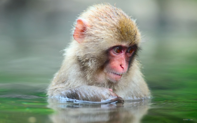 河水中露出脑袋的猴子图片(点击浏览下一张趣图)