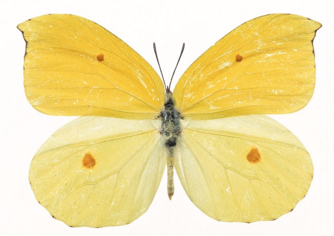 淡雅黄色蝴蝶图片(点击浏览下一张趣图)