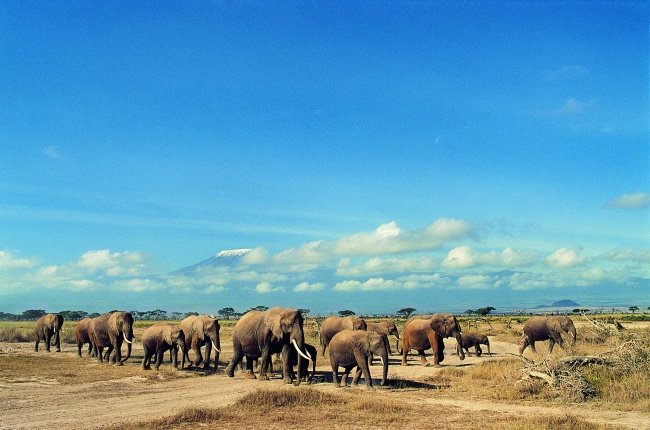 迁徙的野生大象图片(点击浏览下一张趣图)