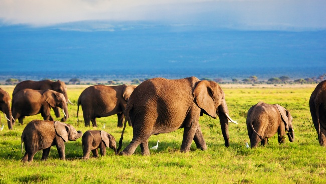 行走在草地上的大象群图片(点击浏览下一张趣图)