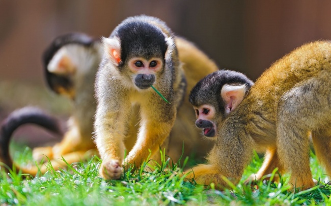 草地嬉戏的小猴子图片(点击浏览下一张趣图)