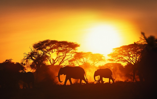 黄昏非洲草原大象图片(点击浏览下一张趣图)