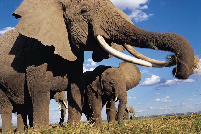 非洲草原野生大象图片(点击浏览下一张趣图)