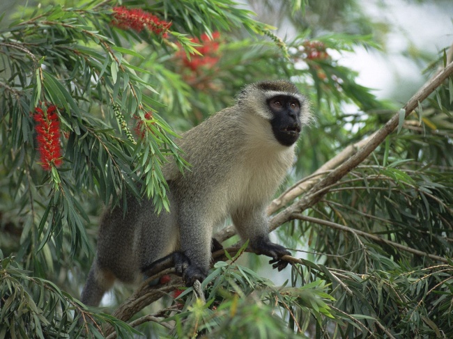 树枝上远望的猴子图片(点击浏览下一张趣图)