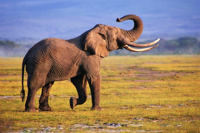草地野生非洲大象图片(点击浏览下一张趣图)