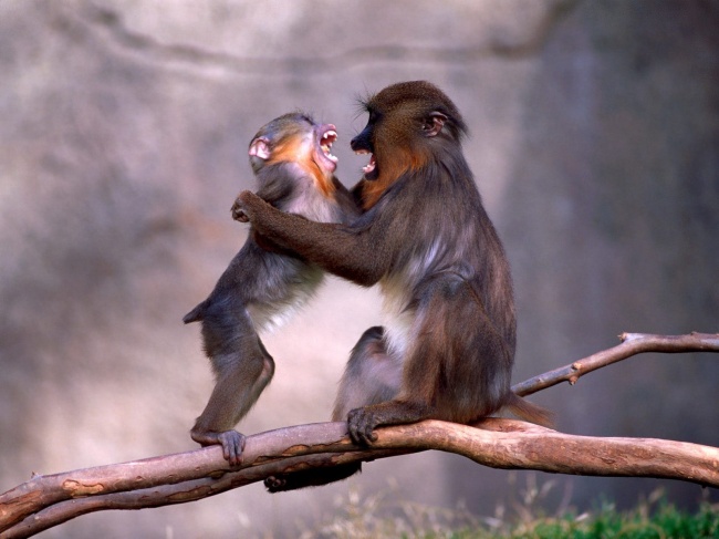 树枝上拥抱的两只猴子图片(点击浏览下一张趣图)