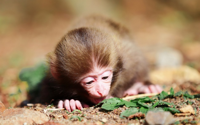 可爱小猴子图片(点击浏览下一张趣图)