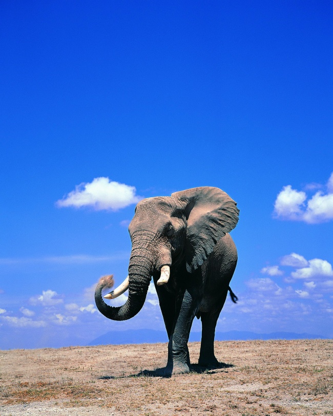 野生非洲大象图片(点击浏览下一张趣图)