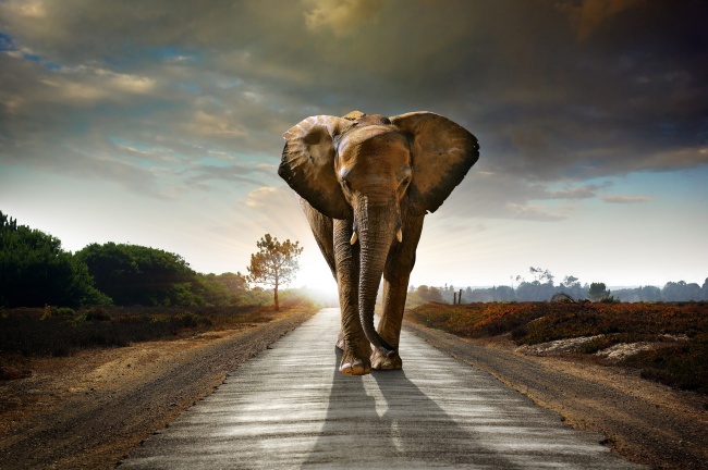 公路上行走的非洲大象图片(点击浏览下一张趣图)