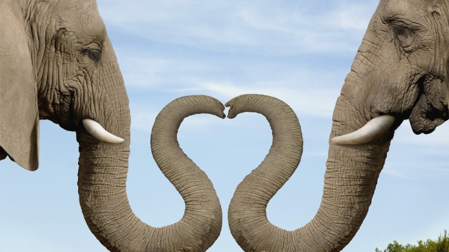 爱心大象图片(点击浏览下一张趣图)