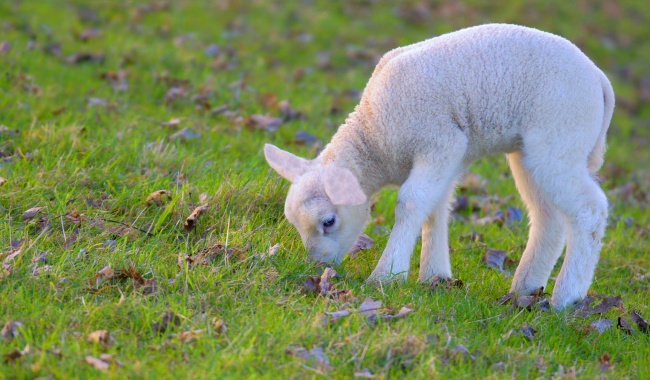 低头吃草的小绵羊图片(点击浏览下一张趣图)