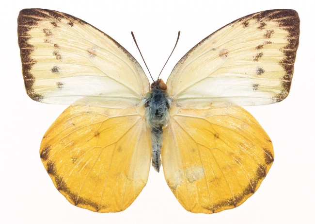淡雅黄色粉蝶图片(点击浏览下一张趣图)