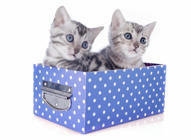 坐在礼盒里的萌猫图片(点击浏览下一张趣图)