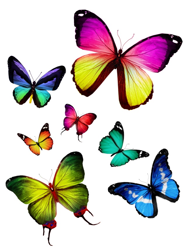 漂亮蝴蝶图片素材(点击浏览下一张趣图)
