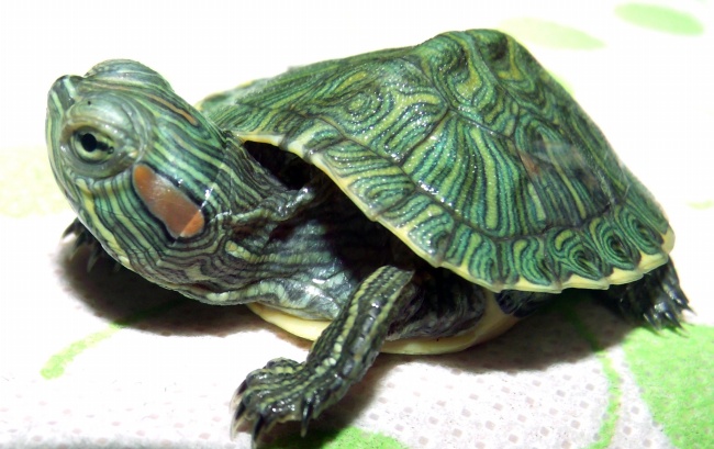 巴西红耳龟图片(点击浏览下一张趣图)