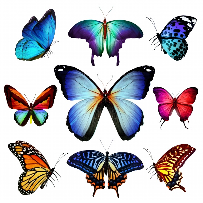 五彩斑斓的蝴蝶图片(点击浏览下一张趣图)