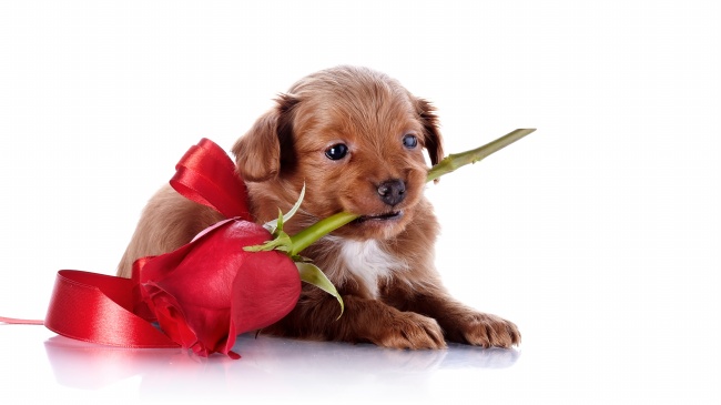 可爱狗狗叼着玫瑰花图片(点击浏览下一张趣图)