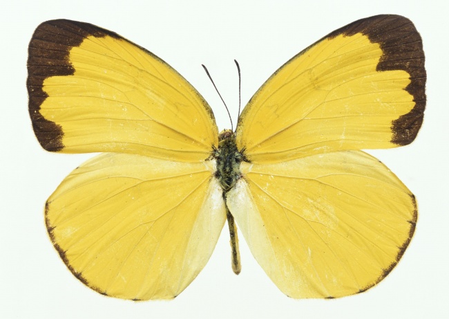 黄色蝴蝶图片(点击浏览下一张趣图)