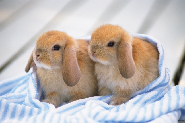 可爱垂耳兔高清大图图片(点击浏览下一张趣图)