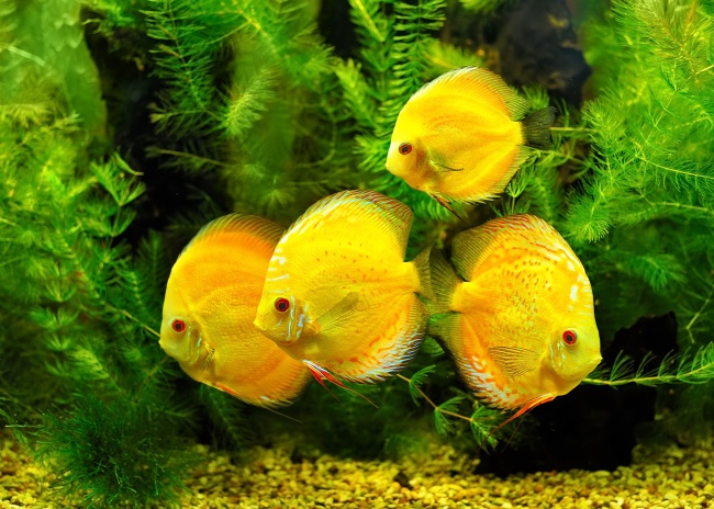 黄色鱼群图片(点击浏览下一张趣图)
