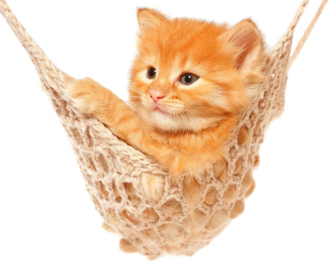 可爱猫咪吊绳床玩耍图片(点击浏览下一张趣图)