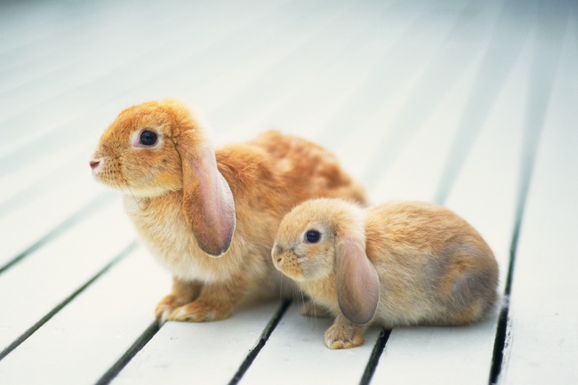 可爱垂耳兔图片(点击浏览下一张趣图)