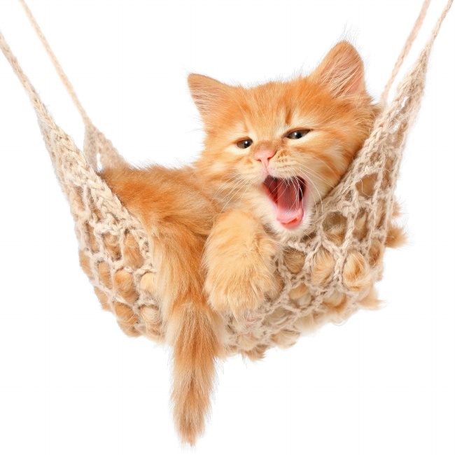 吊床上的可爱猫咪图片(点击浏览下一张趣图)