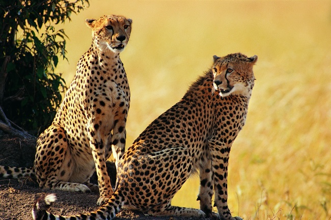 两只非洲猎豹图片(点击浏览下一张趣图)