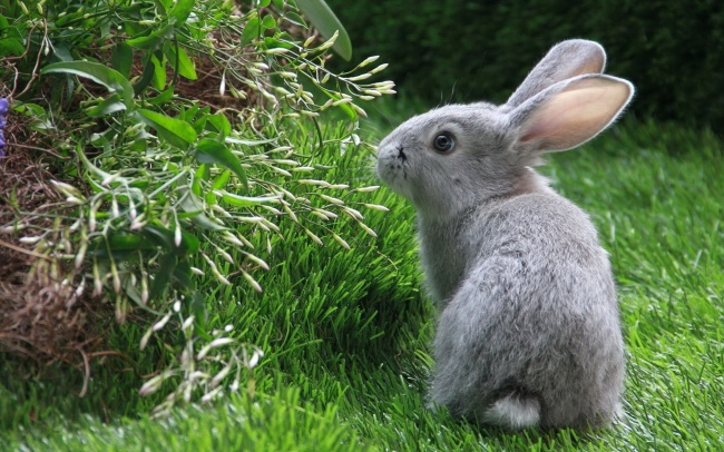 草地觅食的灰兔图片(点击浏览下一张趣图)