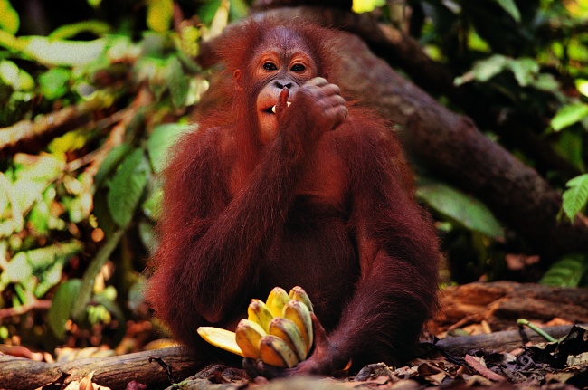 大猩猩吃香蕉图片(点击浏览下一张趣图)