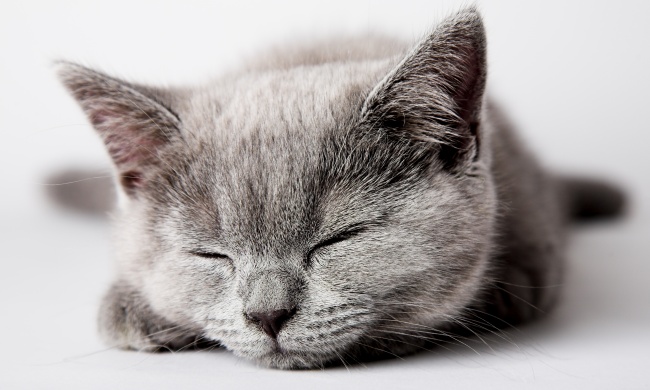 可爱猫咪睡觉图片(点击浏览下一张趣图)