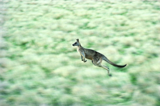 奔跑着的健硕袋鼠图片(点击浏览下一张趣图)