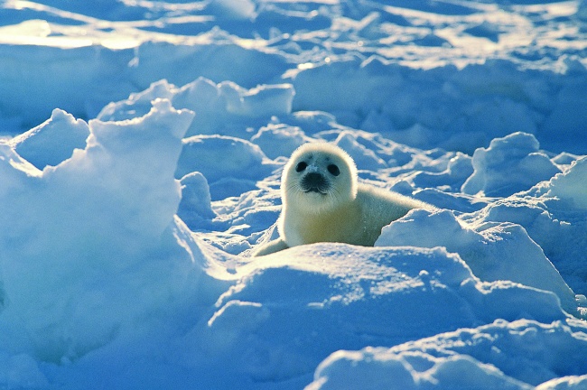 冰天雪地里的可爱海豹图片(点击浏览下一张趣图)