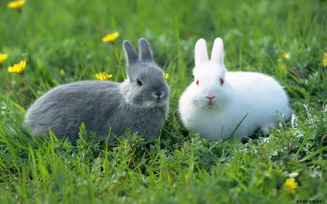 草地可爱家兔图片(点击浏览下一张趣图)