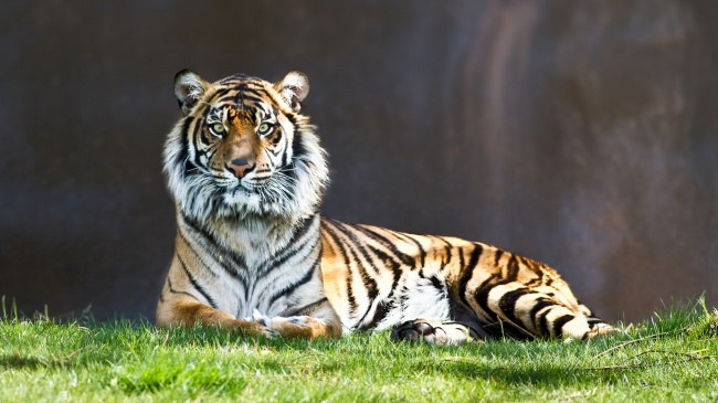 静坐在草地上的老虎图片(点击浏览下一张趣图)