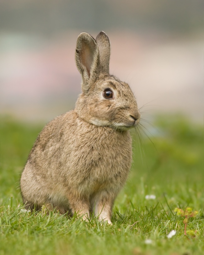 站立在草地上的灰兔图片(点击浏览下一张趣图)