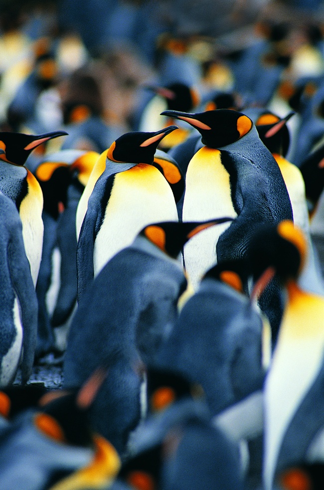 南极帝企鹅图片(点击浏览下一张趣图)