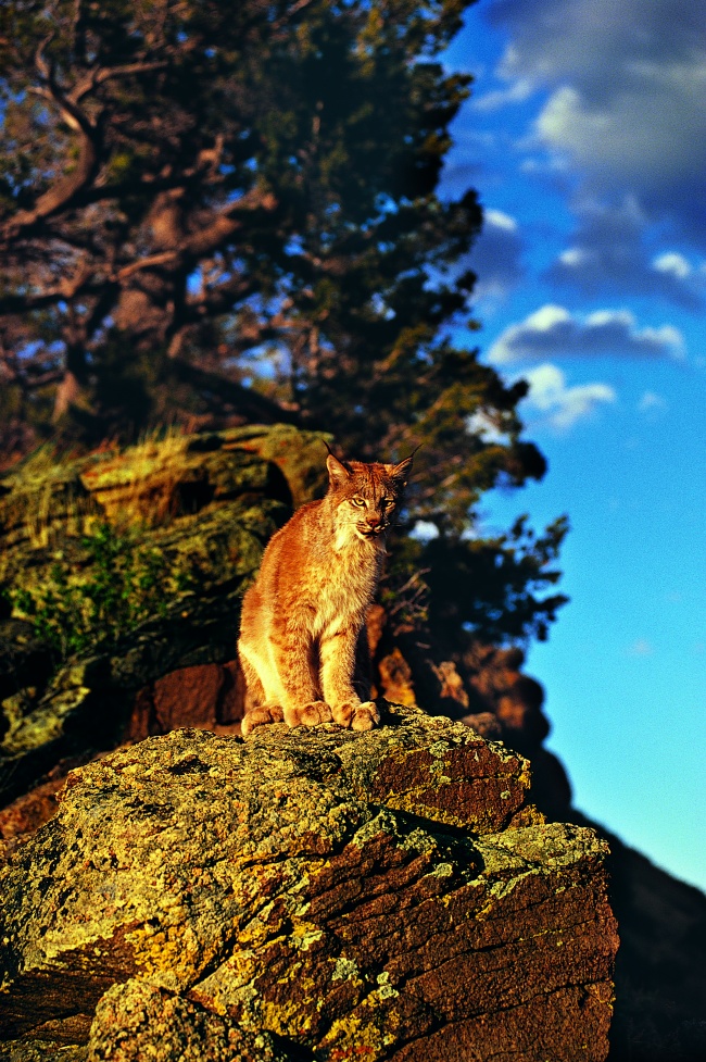 站在崖边的野猫图片(点击浏览下一张趣图)
