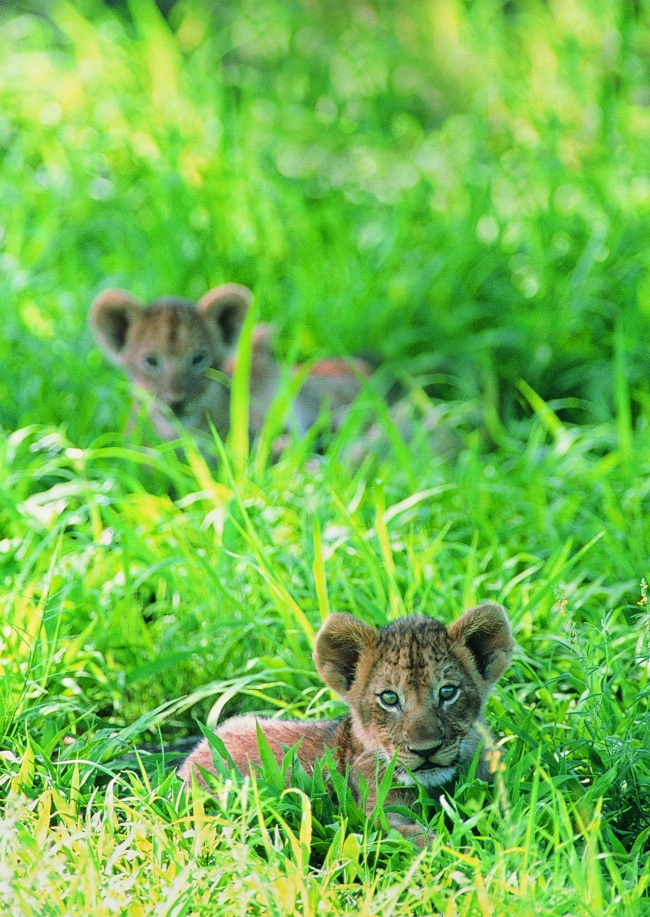草丛里的两只虎宝宝图片(点击浏览下一张趣图)