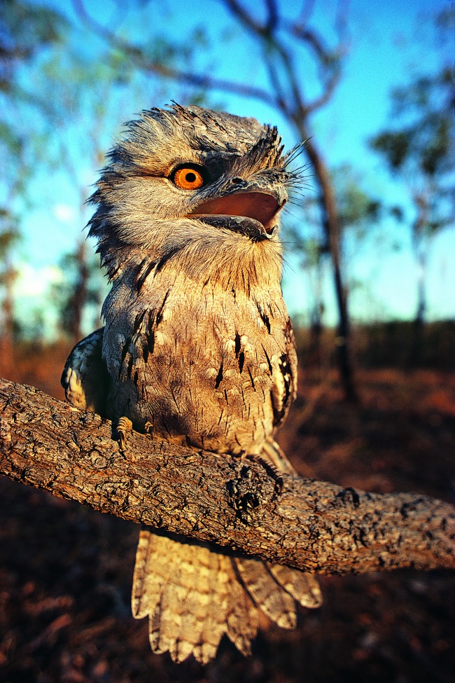 栖息在枝头上的猫头鹰图片(点击浏览下一张趣图)