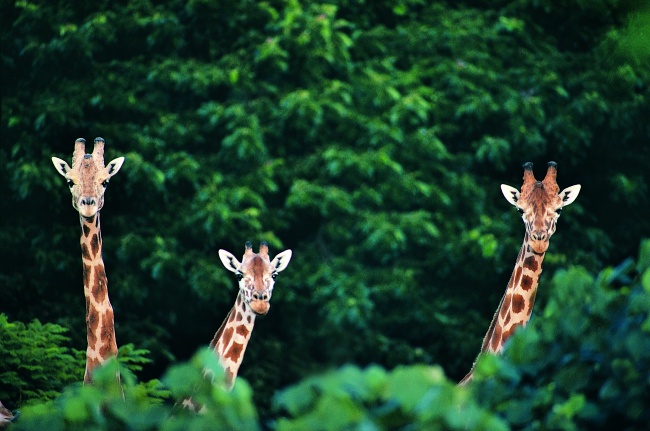 树林中的三只长颈鹿图片(点击浏览下一张趣图)