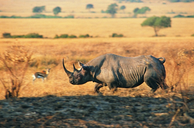 草地奔跑着的犀牛图片(点击浏览下一张趣图)
