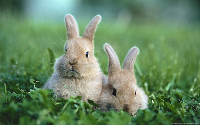 两只可爱的灰兔子图片(点击浏览下一张趣图)