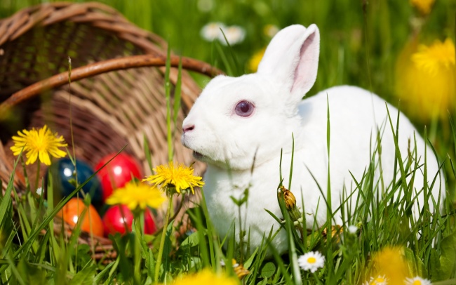 草地可爱小白兔图片(点击浏览下一张趣图)