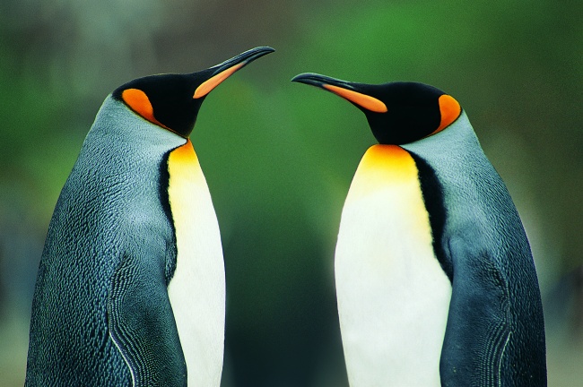 面对面站立的企鹅图片(点击浏览下一张趣图)