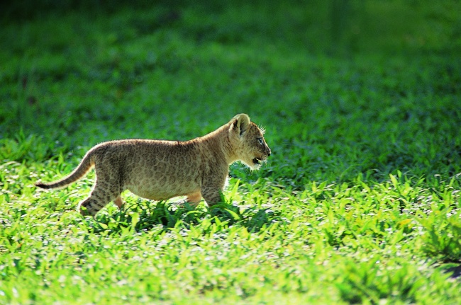猎豹幼崽高清大图图片(点击浏览下一张趣图)
