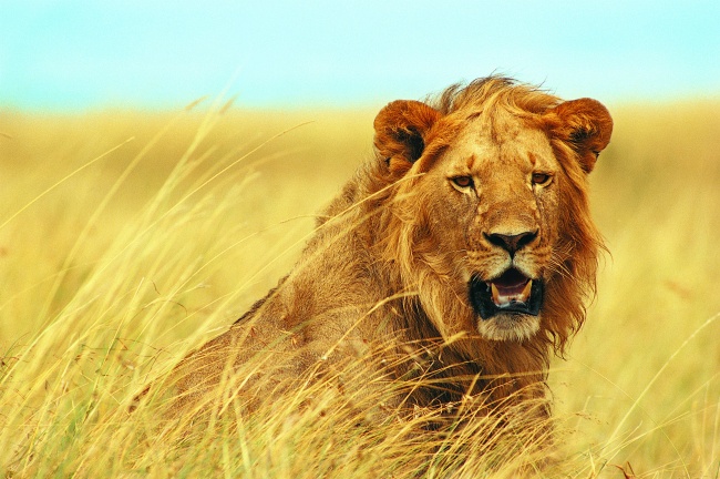 非洲雄狮图片(点击浏览下一张趣图)