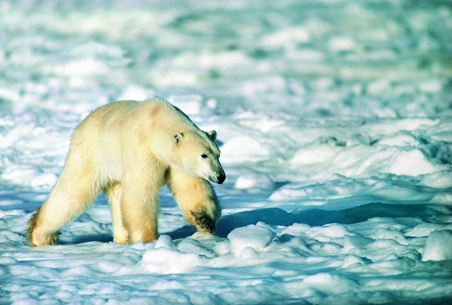 北极熊雪地觅食图片(点击浏览下一张趣图)