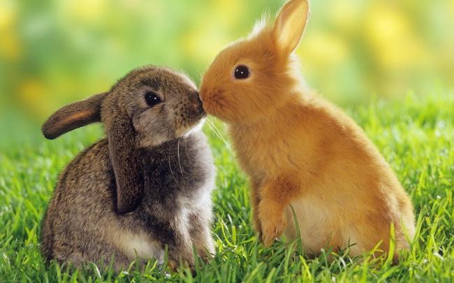 草地上两只兔子亲吻图片(点击浏览下一张趣图)