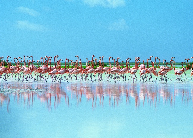 蓝天湿地火烈鸟群图片(点击浏览下一张趣图)